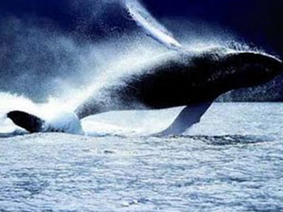 Αποπροσανατολίζοντας τις γαλάζιες φάλαινες