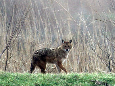Τσακάλι: Μετά τις πυρκαγιές, αντιμέτωπο με τον άνθρωπο