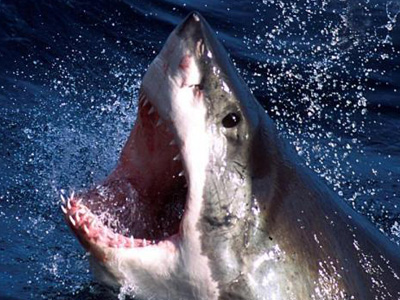 Κάποιος να σώσει τους καρχαρίες