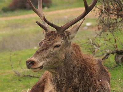 Κόκκινο ελάφι: Το παρελθόν, το παρόν και το μέλλον του