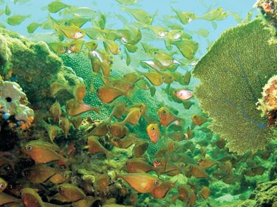 Προωθείται πρόγραμμα για την προστασία των λιβαδιών της Ποσειδωνίας