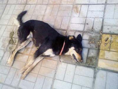 Δίχως τέλος η βία στα ζώα