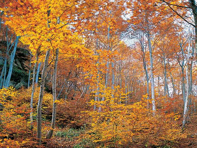 Θετικό για το περιβάλλον το σχέδιο νόμου για τα δάση