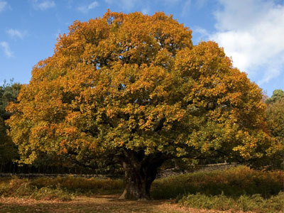 Για 13.000 χρόνια όρθια στη θέση της…