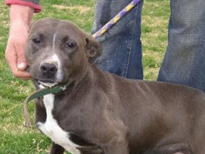 Οι θέσεις του ΠΑΣΟΚ για τα δικαιώματα των ζώων