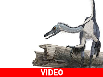 Απολίθωμα λύνει το πάζλ της εξέλιξης πουλιών