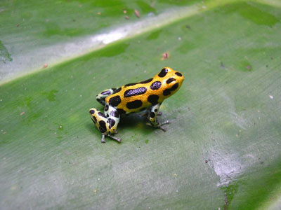 Πιστοί… βάτραχοι!