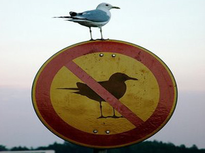 Θέλετε νέα είδη πουλιών; Ταΐστε τα!