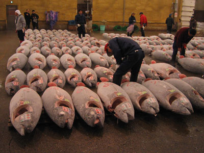 Ανοίγει ο δρόμος για την προστασία του ερυθρού τόνου