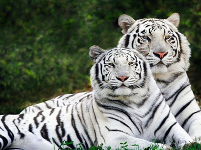 Λιοντάρια σκότωσαν σπάνια λευκή τίγρη