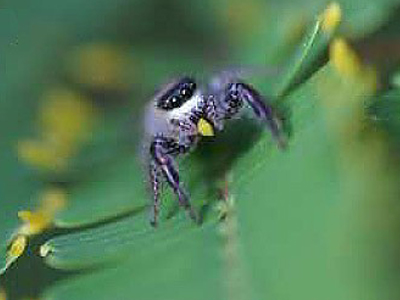 Φυτοφάγος… αράχνη!