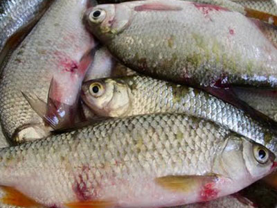 Ψάρια και θαλασσινά στο “κόκκινο” !