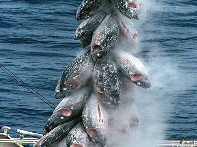 Σταματήστε το μακελειό του τόνου!