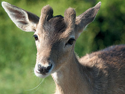 Μη σκοτώνετε τα ζαρκάδια