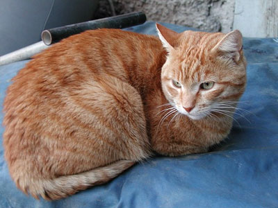 Άνδρας τραυματίστηκε σώζοντας τη γάτα του