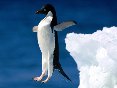 Ποιοι πιγκουίνοι ευνοούνται από την κλιματική αλλαγή;