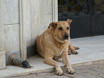Πρόστιμο στους Λαρισαίους που εγκαταλείπουν τα κατοικίδιά τους