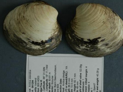 Το άδοξο τέλος μίας αχιβάδας 507 ετών Το άδοξο τέλος μίας αχιβάδας 507 ετών