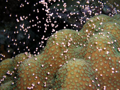 «Τράπεζα σπέρματος» για τον Μεγάλο Κοραλλιογενή Ύφαλο;