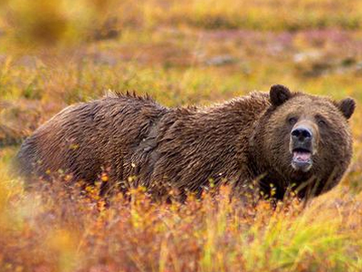 Οι Αρχές σκότωσαν την τελευταία άγρια αρκούδα στην Ελβετία