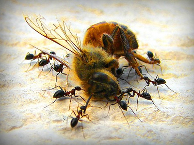 Πλήρες αδιέξοδο στην Ε.Ε για τα ζιζανιοκτόνα που απειλούν τις μέλισσες