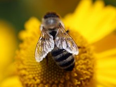 Γαλλία: «Τρελές» μέλισσες έβγαλαν πολύχρωμο μέλι