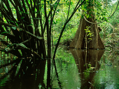Tα τροπικά δάση και ο υδροηλεκτρισμός Tα τροπικά δάση και ο υδροηλεκτρισμός