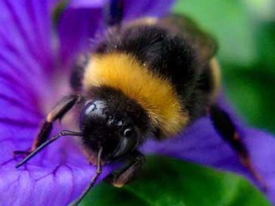 Αντικρουόμενες οι έρευνες για τους ρυθμούς θνησιμότητας των μελισσών
