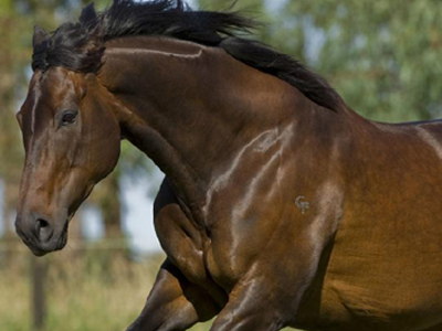 Σε περιπέτειες ομογενής επιχειρηματίας μετά από τον ξαφνικό θάνατο αλόγου του