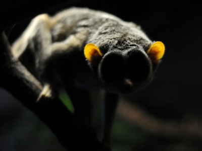 Άγνωστο είδος κερκοπίθηκου ανακαλύφθηκε στο Βόρνεο