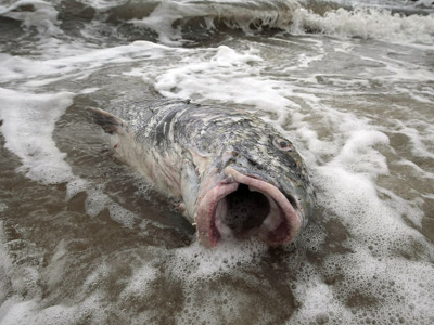 Τι έπαθαν τα ψάρια από την πετραιοκηλίδα της ΒΡ;