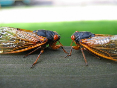 ΗΠΑ: Έρχεται επιδρομή τζιτζικιών στα ανατολικά
