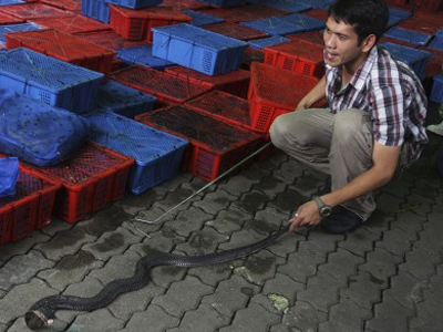 Ταϊλάνδη: 600 κόμπρες σώθηκαν πριν γίνουν… «εξωτικό» κρέας Ταϊλάνδη: 600 κόμπρες σώθηκαν πριν γίνουν… «εξωτικό» κρέας