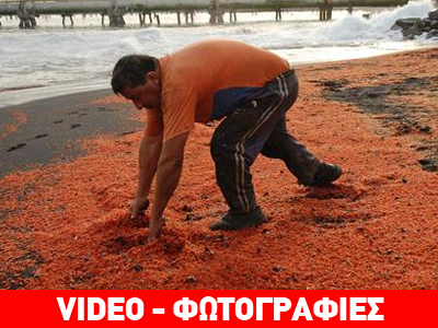 Σκηνικό Αποκάλυψης στη Χιλή με εκατομμύρια νεκρές γαρίδες