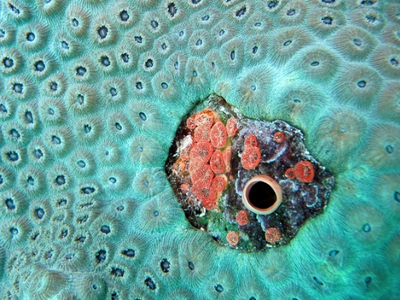 Ποιοι είναι οι «αφανείς ήρωες» των κοραλλιογενών υφάλων;