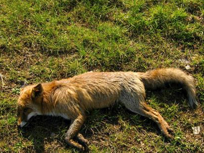 Τον θάνατο έσπειραν δηλητηριασμένα δολώματα στη Μακεδονία
