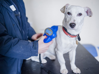 Μικροτσίπ βάζει η Βρετανία σε όλους τους σκύλους μέχρι το 2016