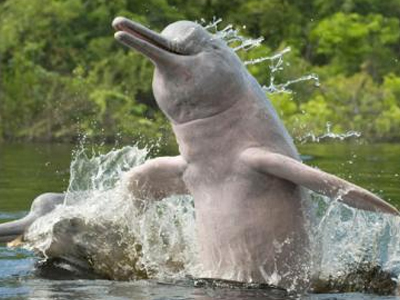 Βραζιλία: Ανακαλύφθηκε το πρώτο ποταμίσιο δελφίνι έπειτα από 100 χρόνια