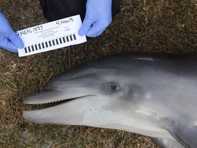 Θανατηφόρα επιδημία πλήττει τα δελφίνια στις ανατολικές ΗΠΑ