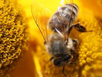 Αποφασισμένη να σώσει τις μέλισσες η Κομισιόν