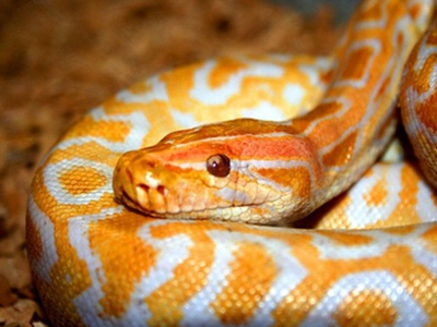 Ένα φίδι ανάμεσα στις… λειτουργιές Ένα φίδι ανάμεσα στις… λειτουργιές