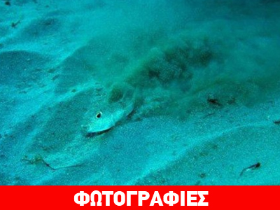 Το ψάρι που κάνει κύκλους στην άμμο