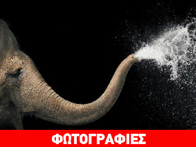 Εκπληκτικά πορτρέτα ζώων από τον Τιμ Φλαχ