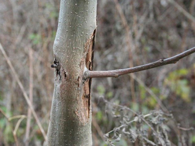 Επικίνδυνος μύκητας απειλεί τα δάση της Βρετανίας
