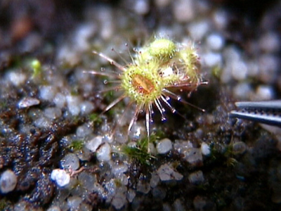 Γνωρίστε τον πιο γρήγορο «δολοφόνο» του φυτικού βασιλείου Γνωρίστε τον πιο γρήγορο «δολοφόνο» του φυτικού βασιλείου