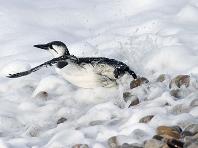 Κολλώδης ουσία σκοτώνει μαζικά πτηνά στη Βρετανία