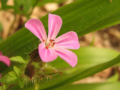 Τέρμα οι αλλεργίες στο γεράνι;