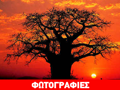 Δύσκολοι καιροί για τους «γίγαντες των δασών»