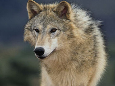 ΗΠΑ: Διχάζει ο γκρίζος λύκος