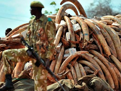 Γενοκτονία των ελεφάντων για το λαθρεμπόριο ελεφαντόδοντου Γενοκτονία των ελεφάντων για το λαθρεμπόριο ελεφαντόδοντου